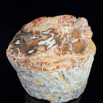 Petrified Wood