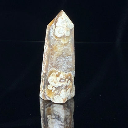 Stromatolite Point