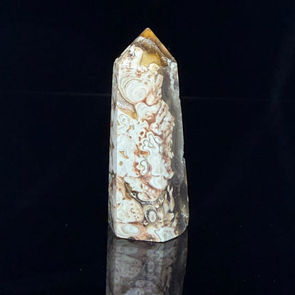 Stromatolite Point