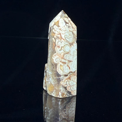 Stromatolite Point
