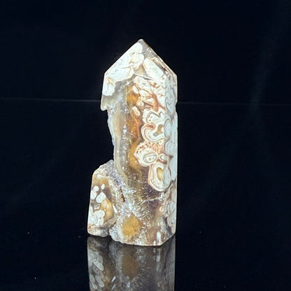 Stromatolite Point