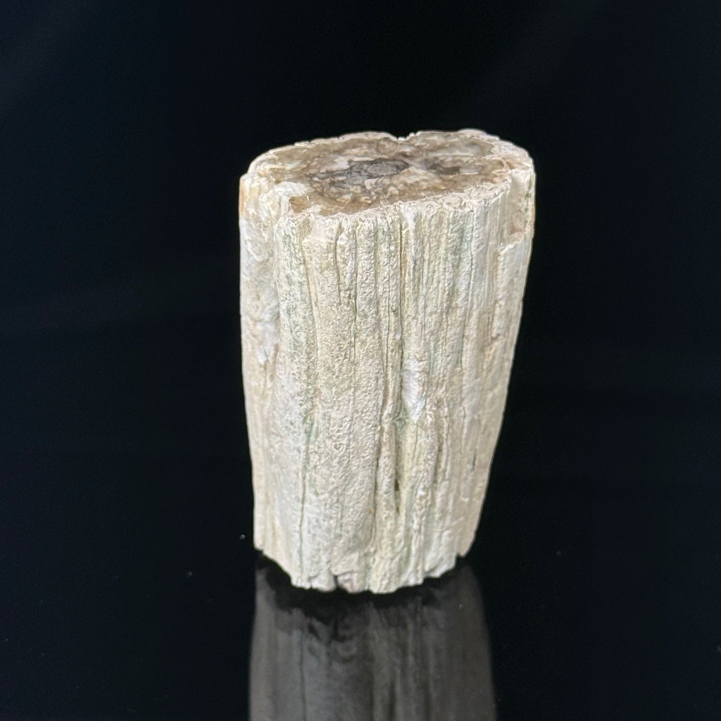 Petrified Wood