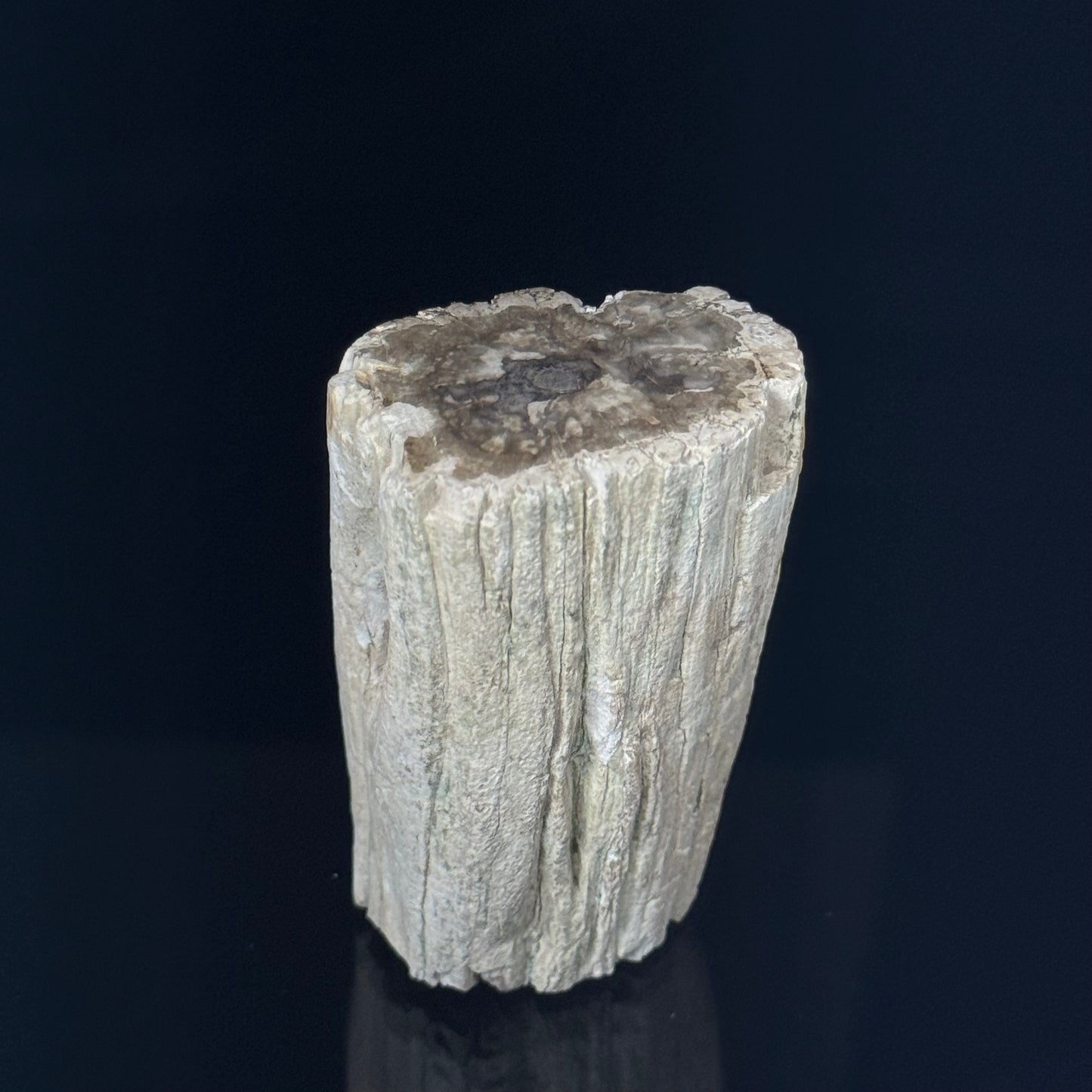 Petrified Wood