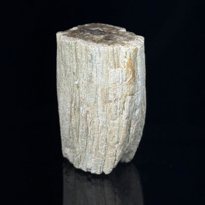 Petrified Wood