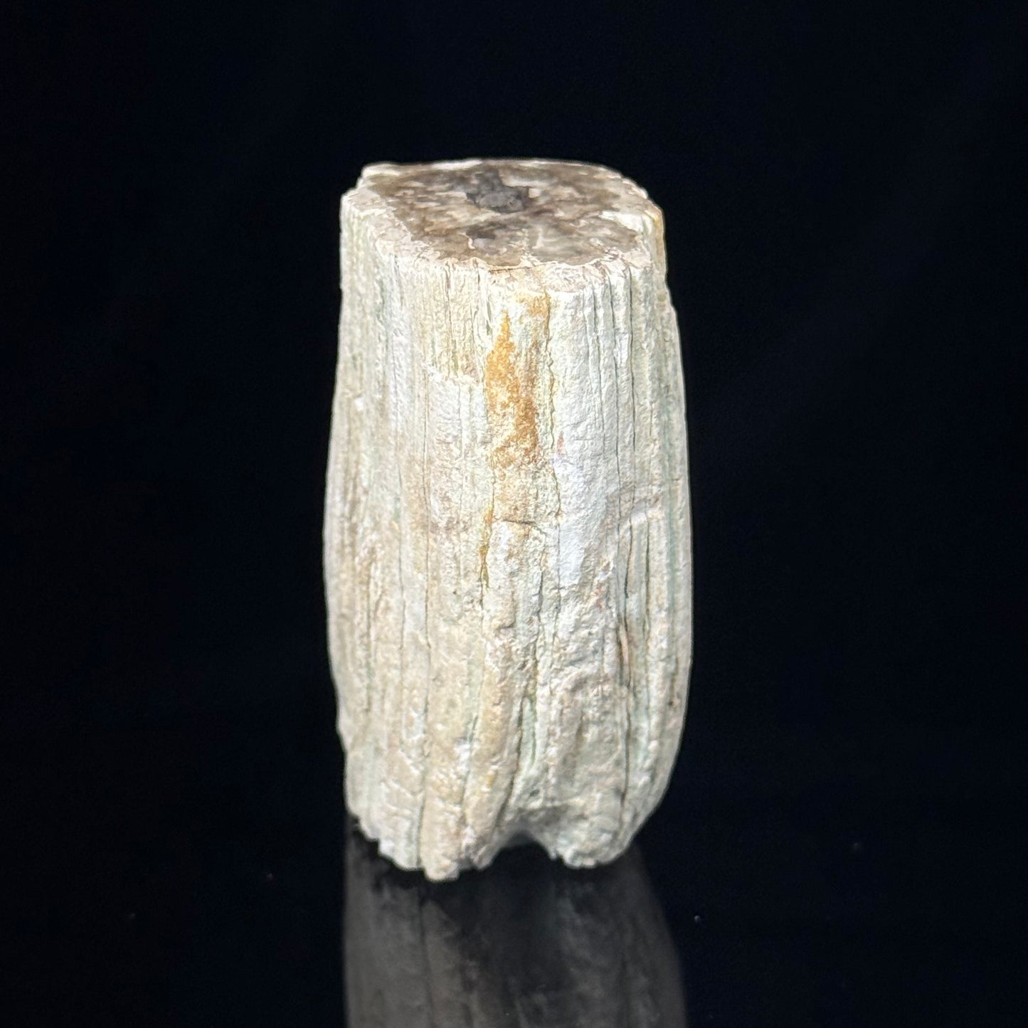Petrified Wood