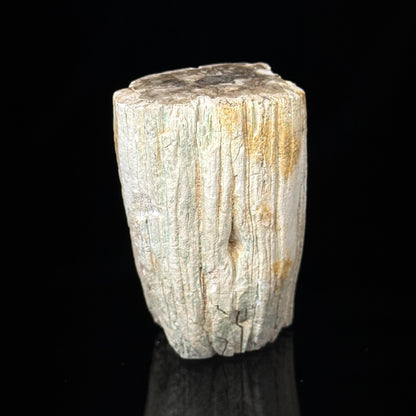 Petrified Wood