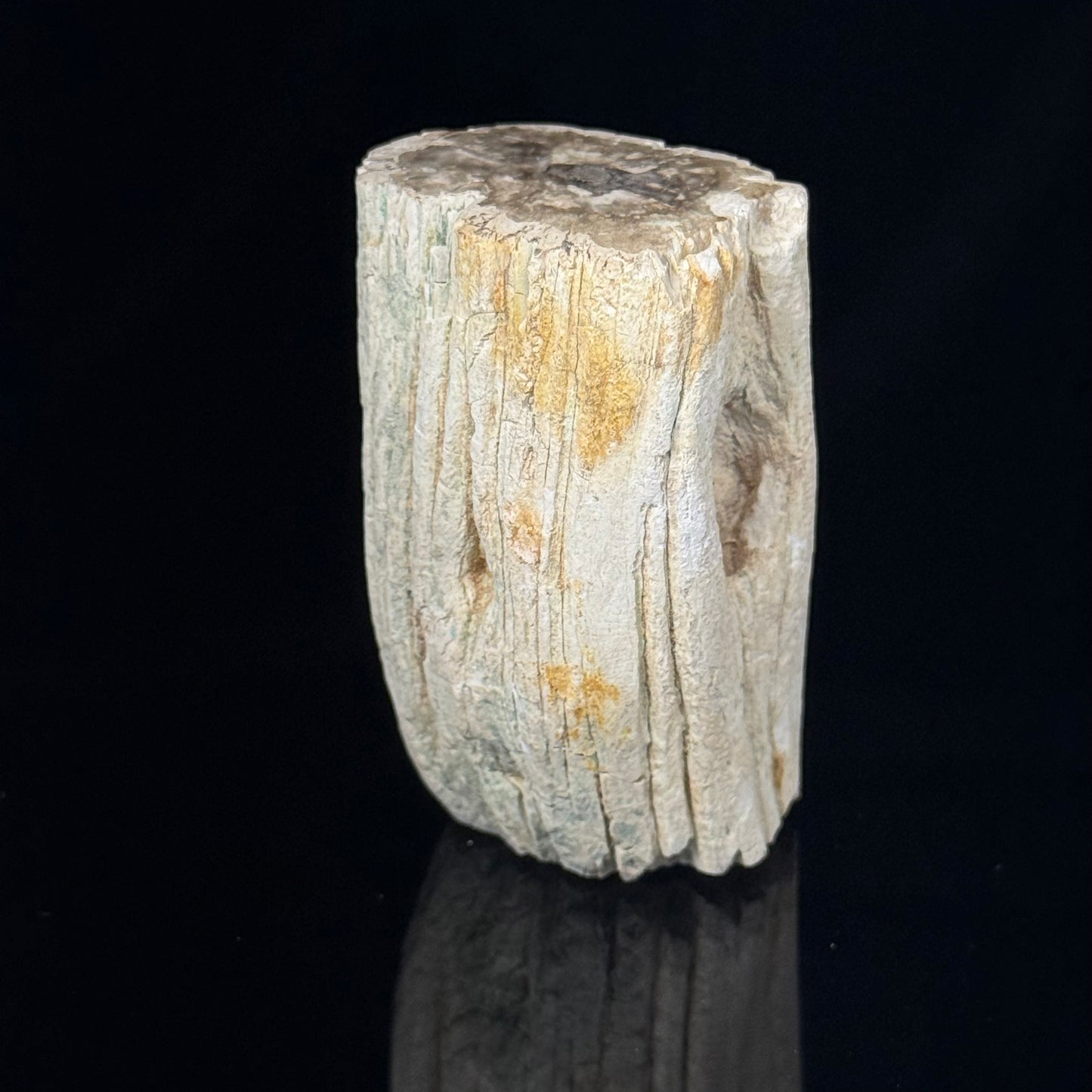 Petrified Wood