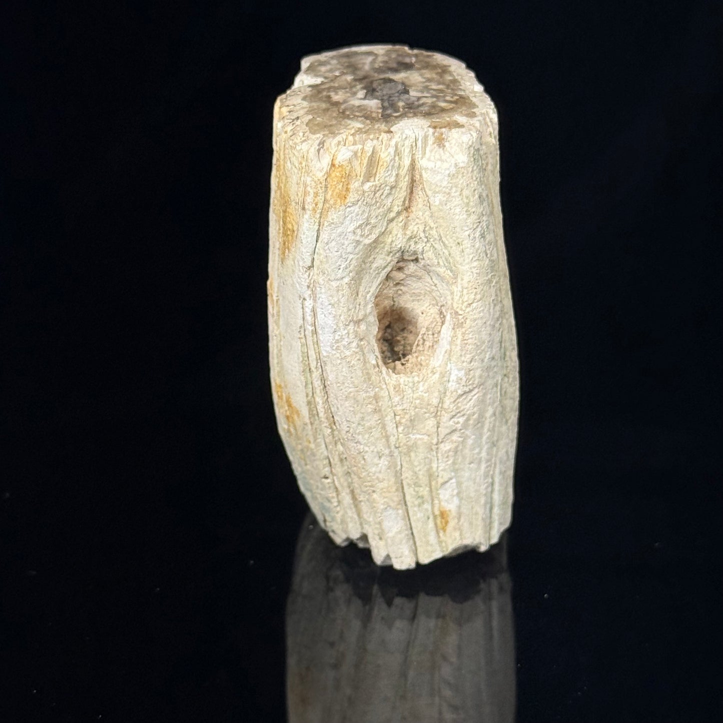 Petrified Wood