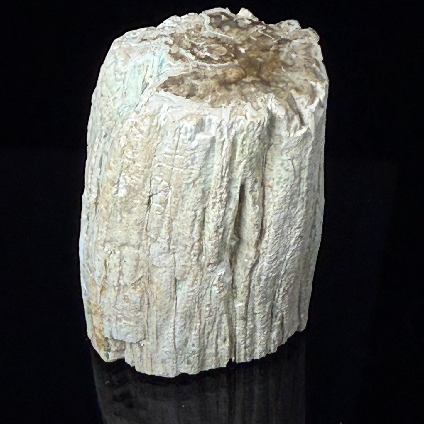 Petrified Wood