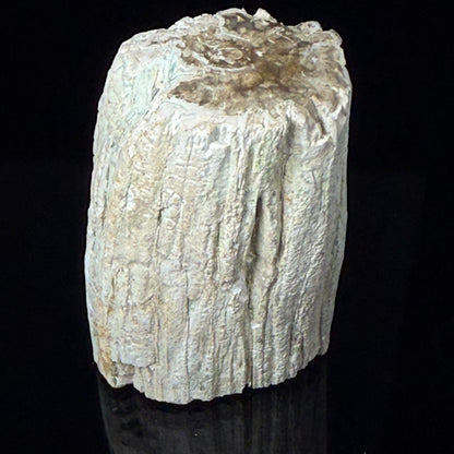 Petrified Wood