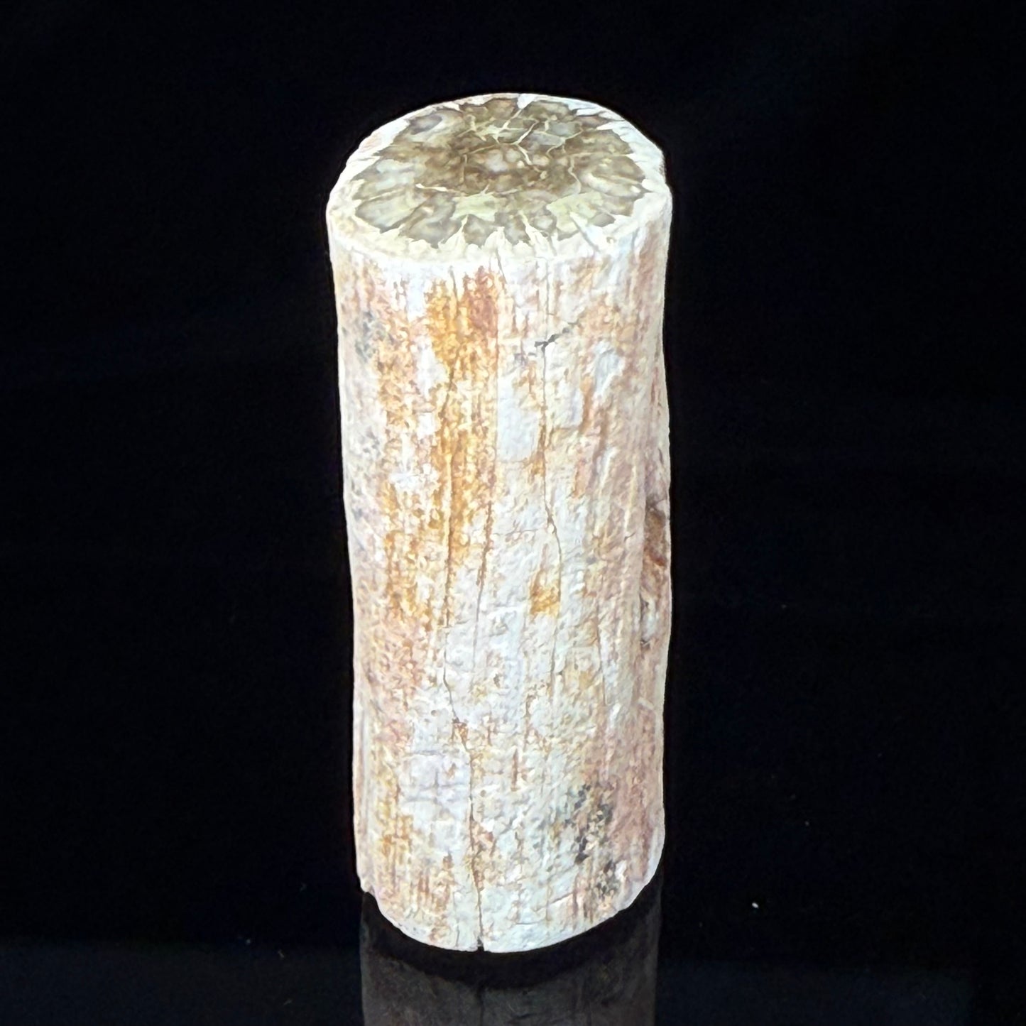 Petrified Wood