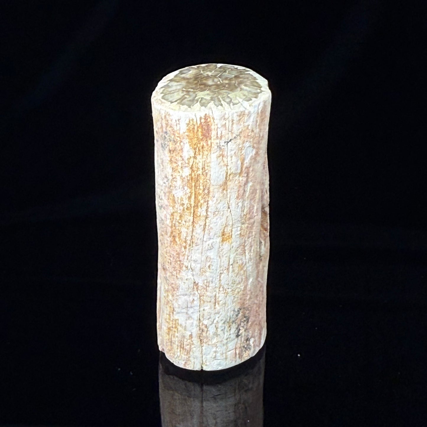 Petrified Wood