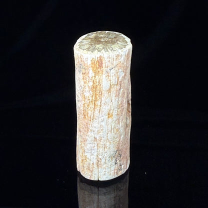 Petrified Wood
