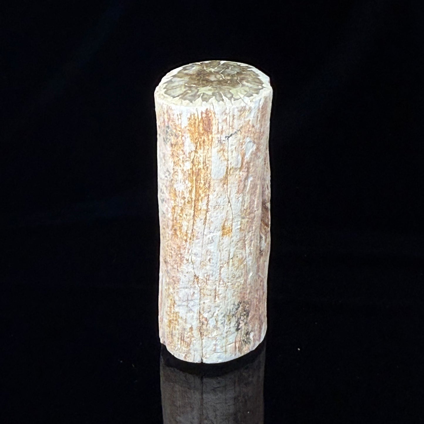 Petrified Wood