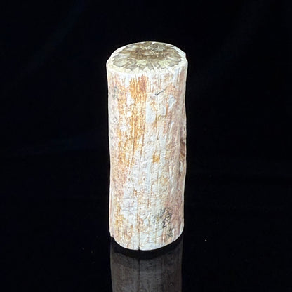 Petrified Wood