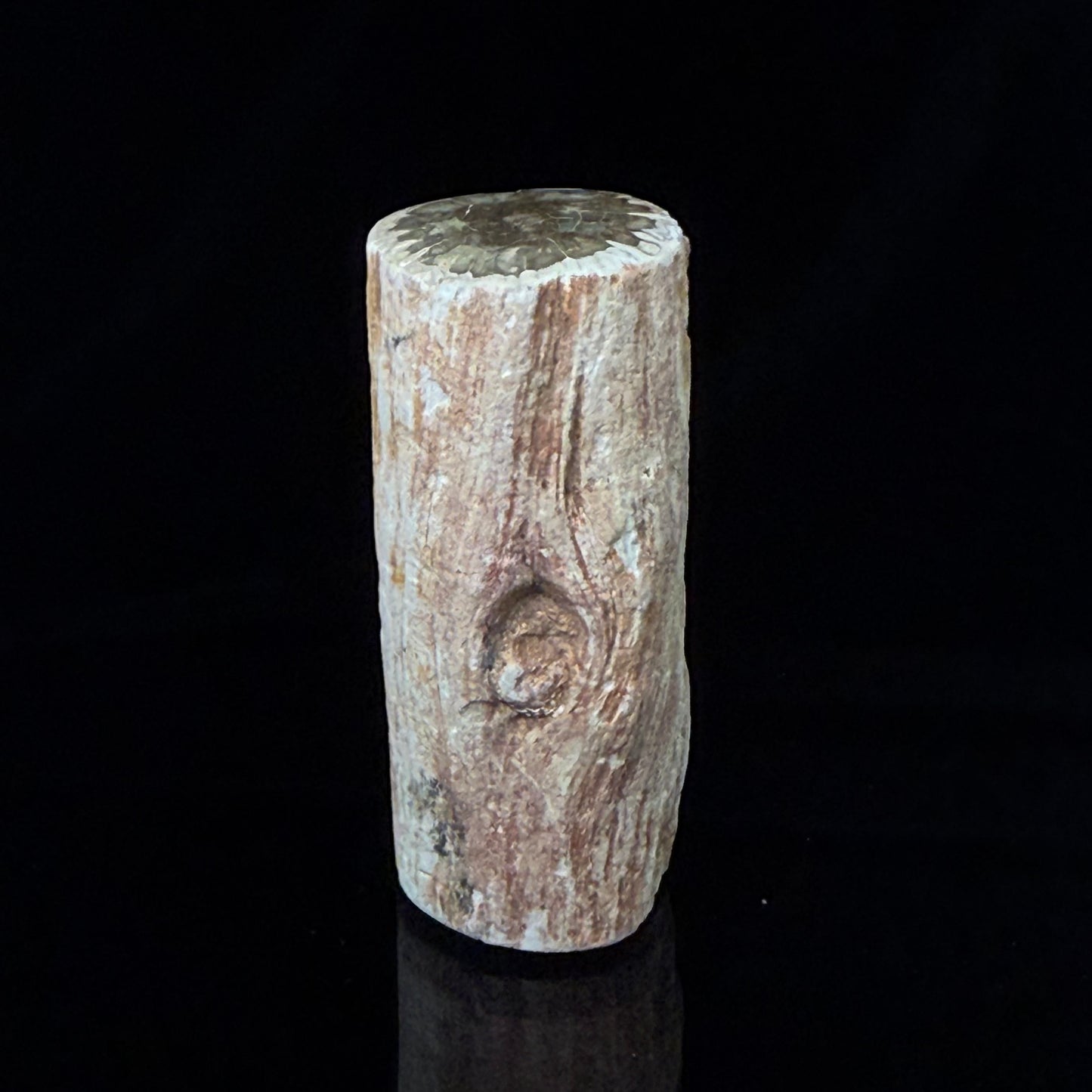 Petrified Wood