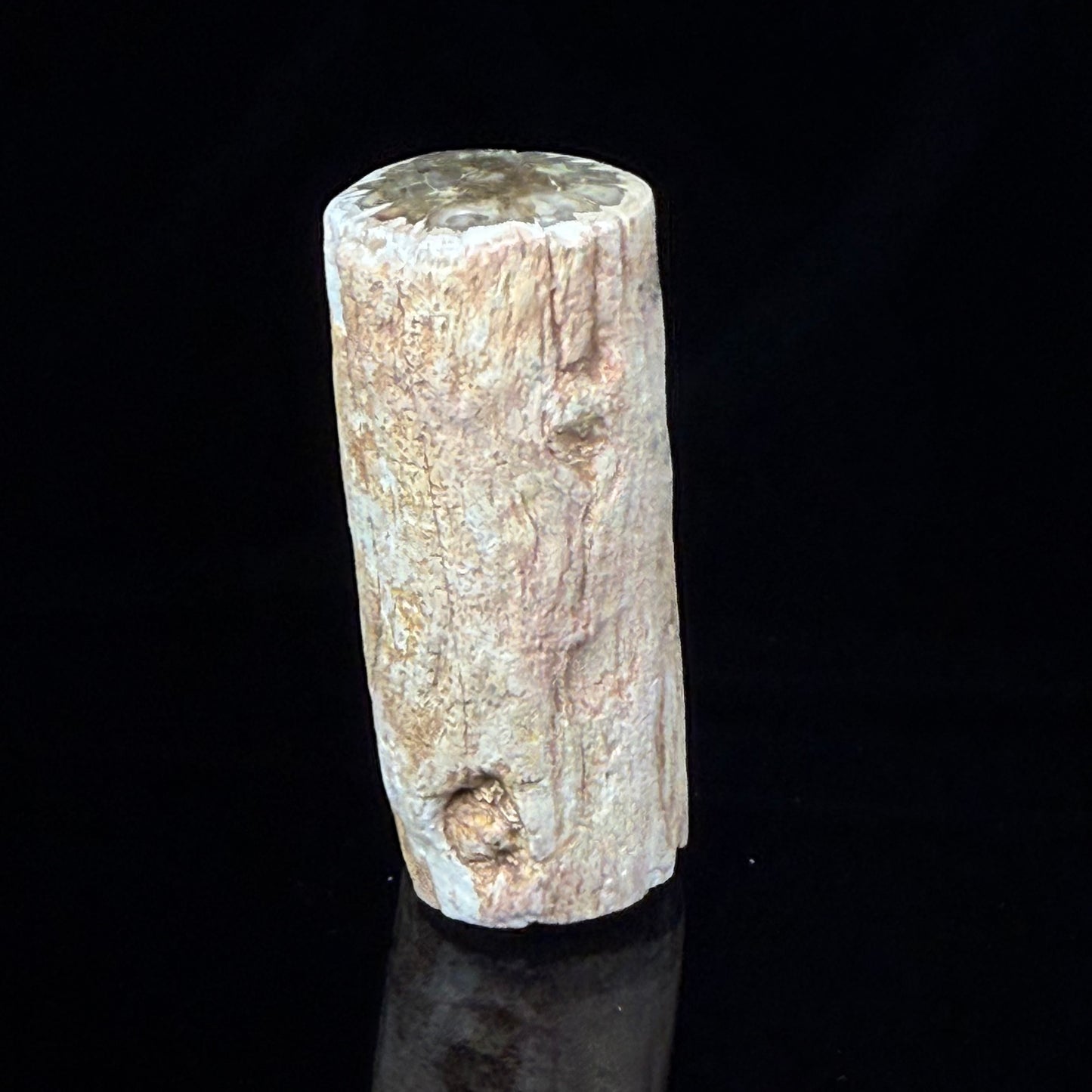 Petrified Wood