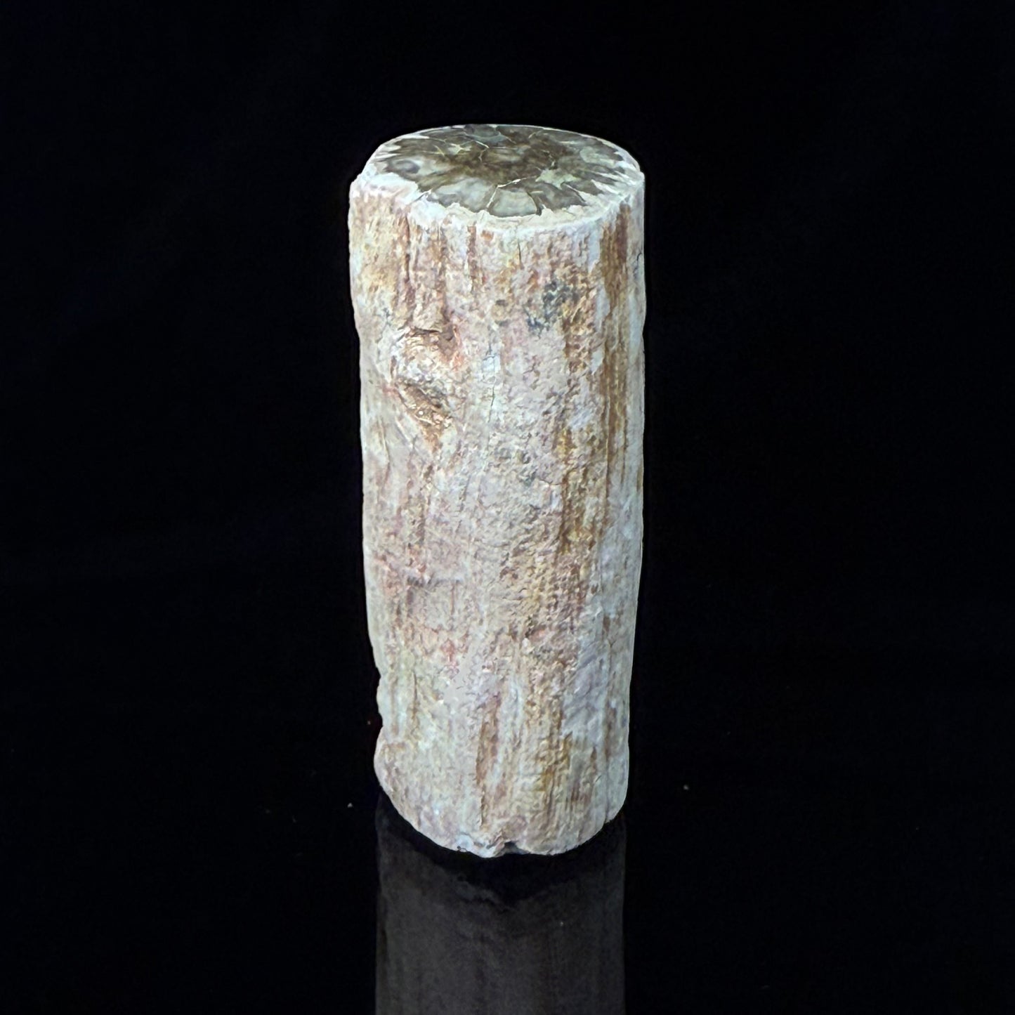 Petrified Wood