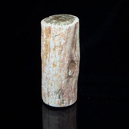 Petrified Wood