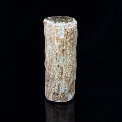 Petrified Wood