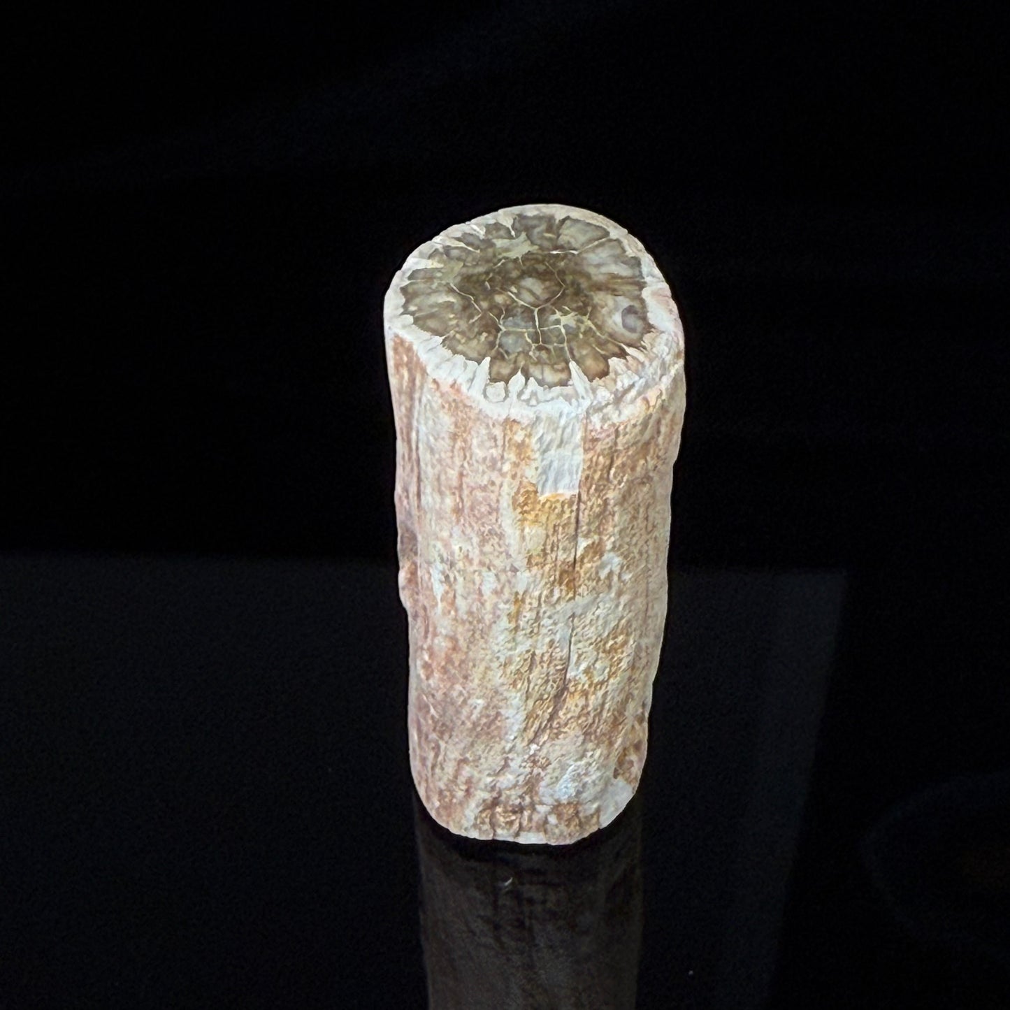 Petrified Wood