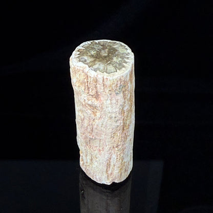 Petrified Wood
